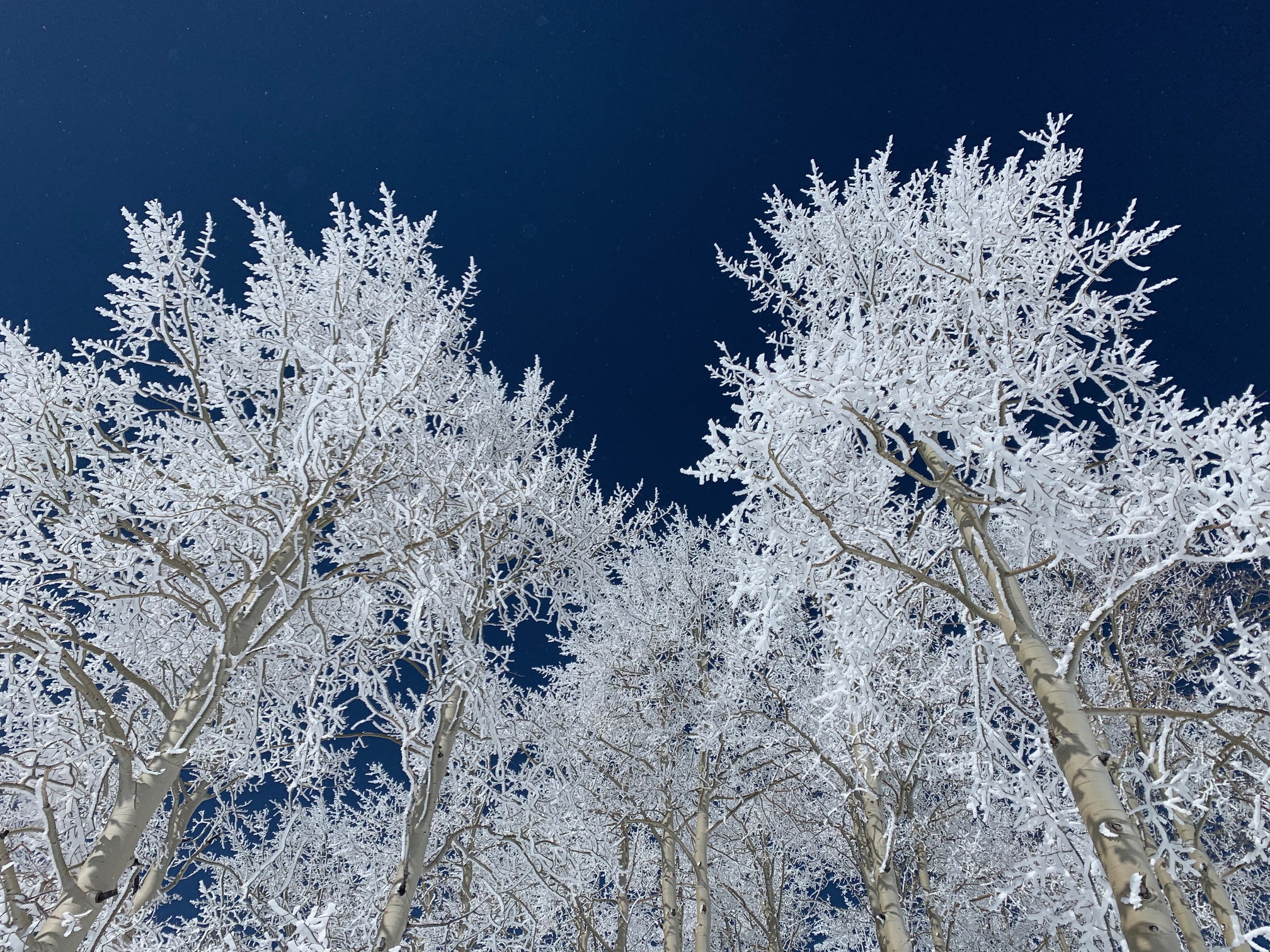 Snow-covered aspen trees beneath a deep blue Steamboat sky